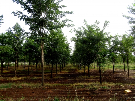 4) Plots for Sale with Red Sandal Wood Trees Near to BHEL and NTCPL Projects Yerpudu - Venkatagiri Road .JPG